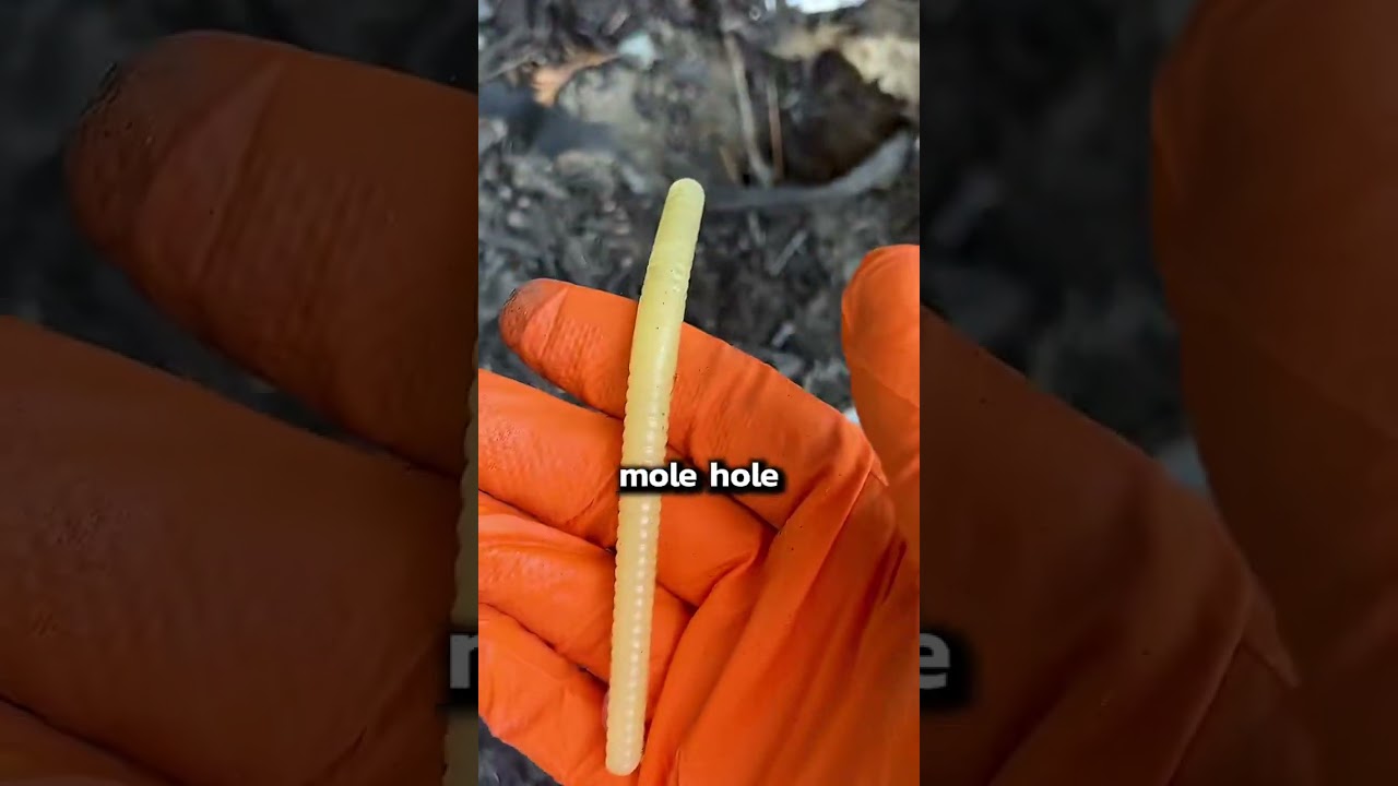 Effective Ways to Remove Moles from Your Lawn 🦡