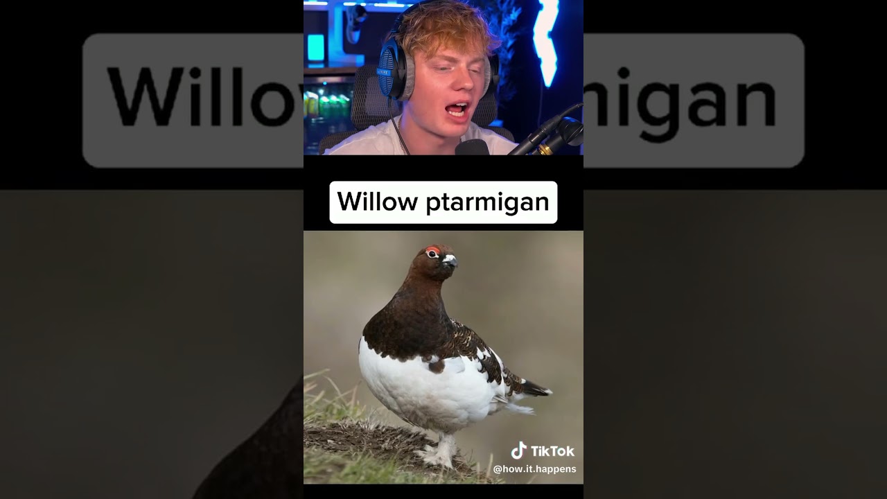 The Scariest Bird Sounds! 😨