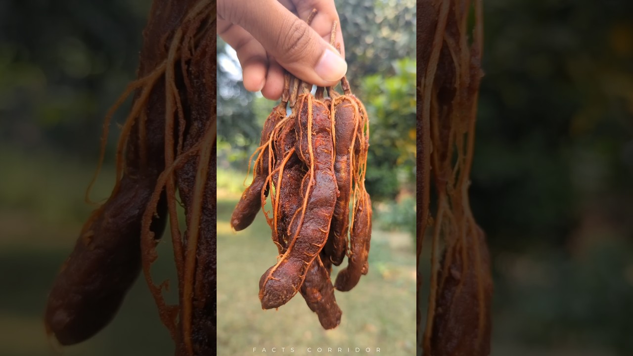 Amazing Food Facts You Didn't Know! π€―