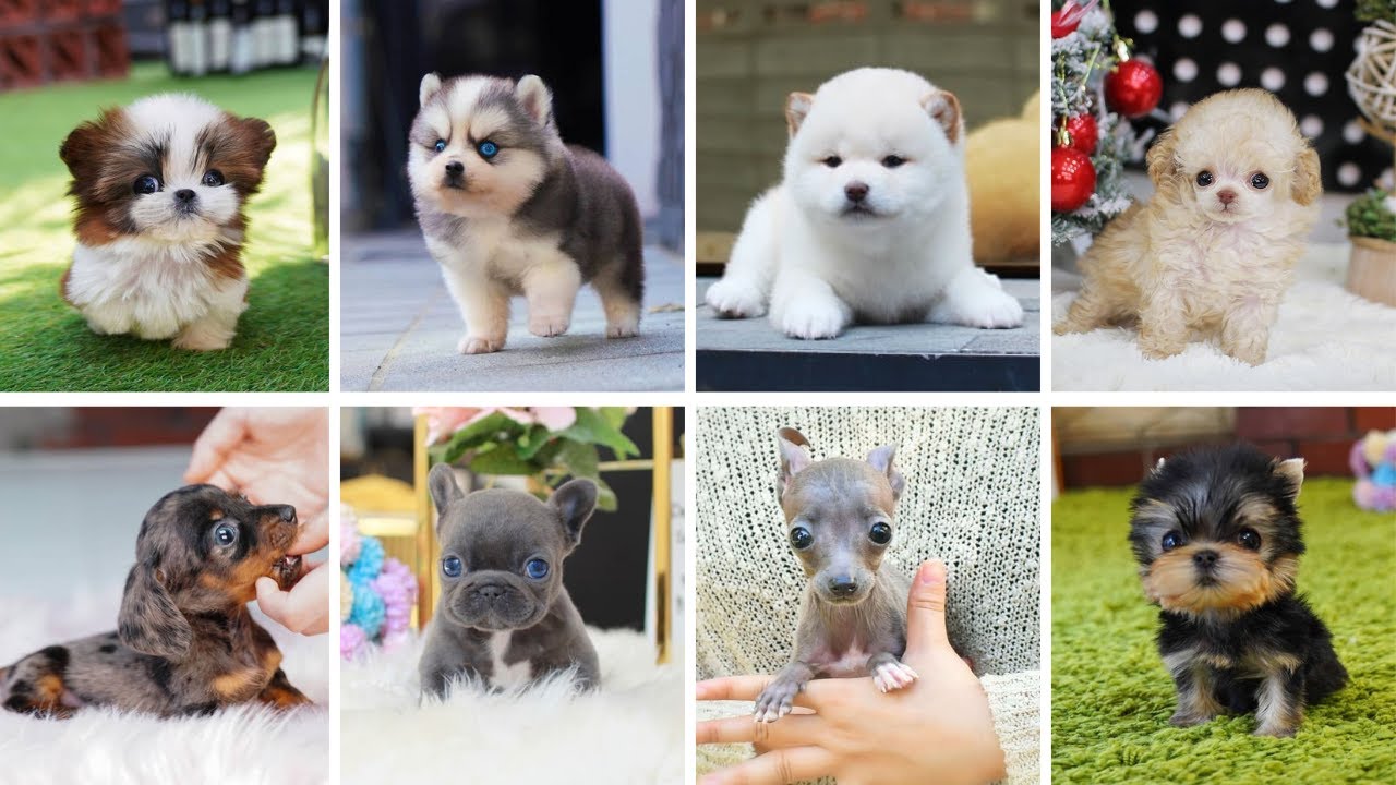 15 Adorable Miniature Teacup Dog Breeds You Must See 🐶