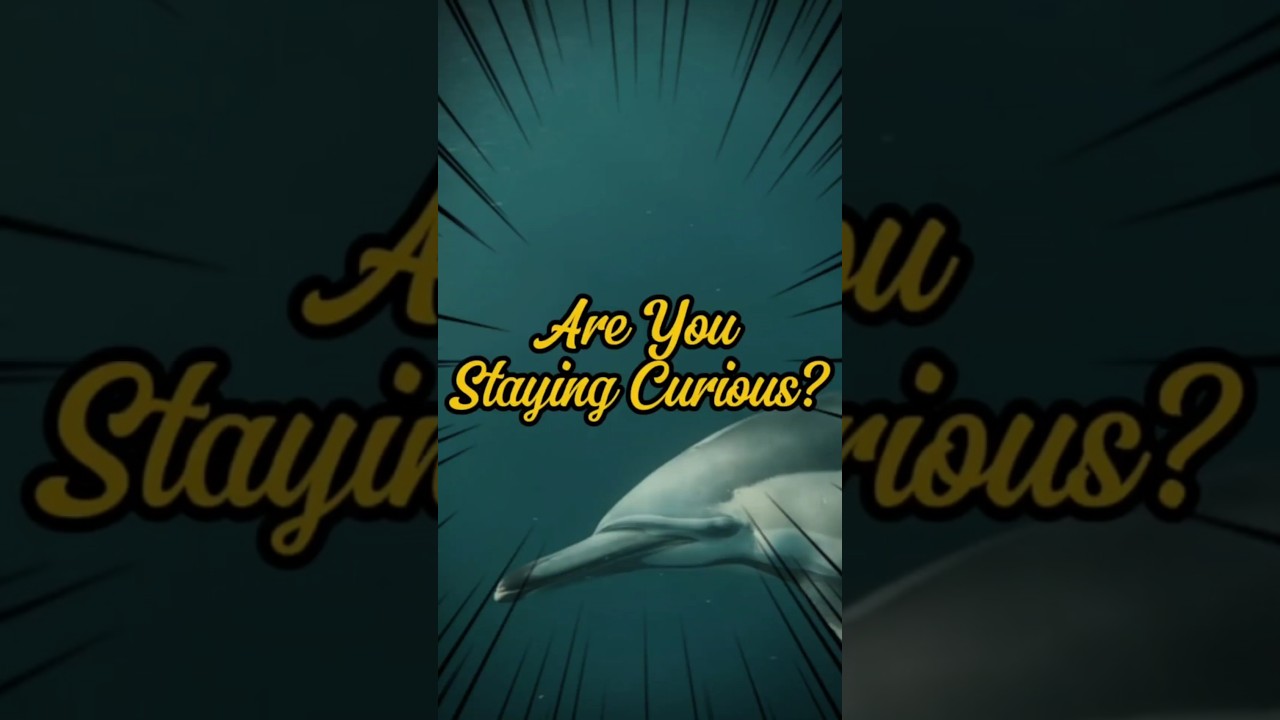 Stay Curious & Explore with Dolphin Spirit π¬