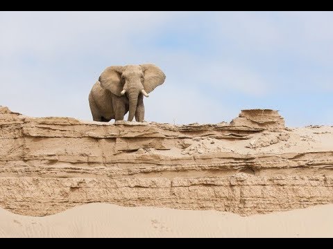 Les éléphants du désert [Documentaire animalier 2018 | HD]