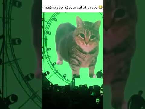 Imagine seeing your cat at a rave😭 #cat #rave #cool #techno #electronicmusic #edm