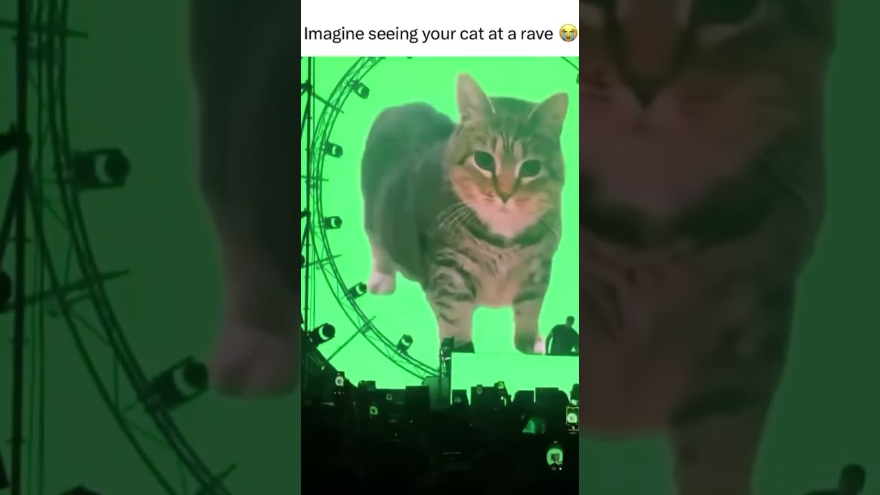 Your Cat at a Rave? 😺🎶