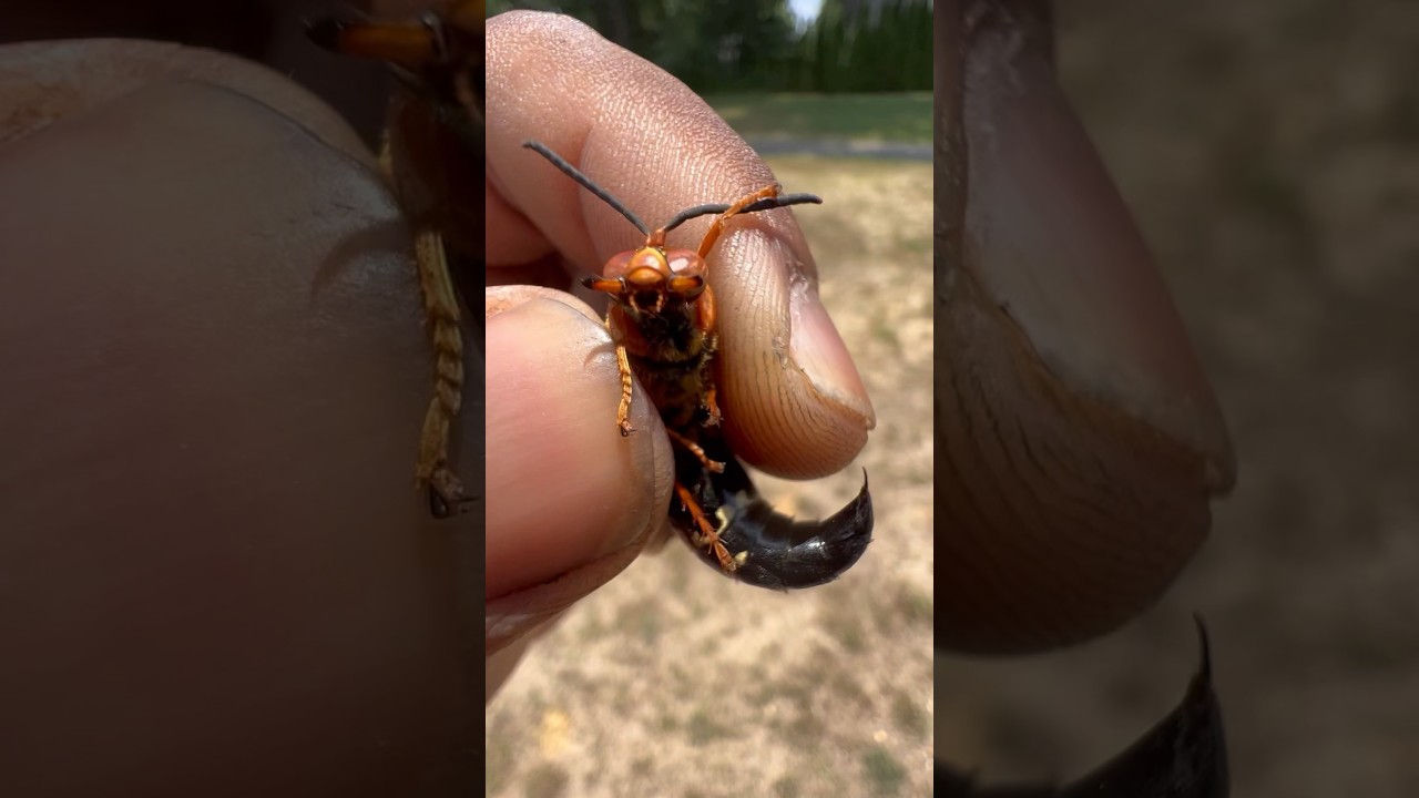 Dealing with an Eastern Cicada Killer 🐝