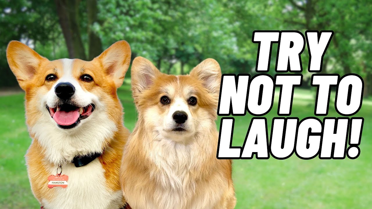 Best Talking Dog Hammy Compilation (April 2025) 🐶