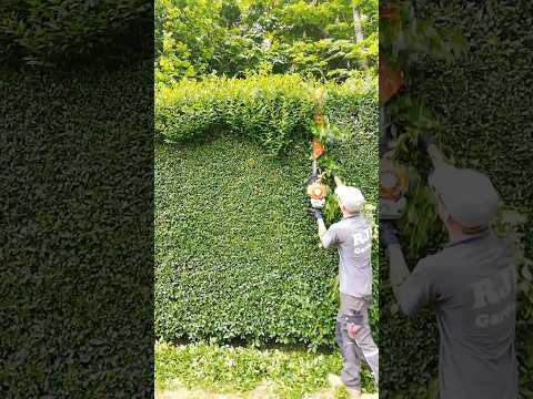 STIHL HS 87 T Hedge Trimmer #shorts