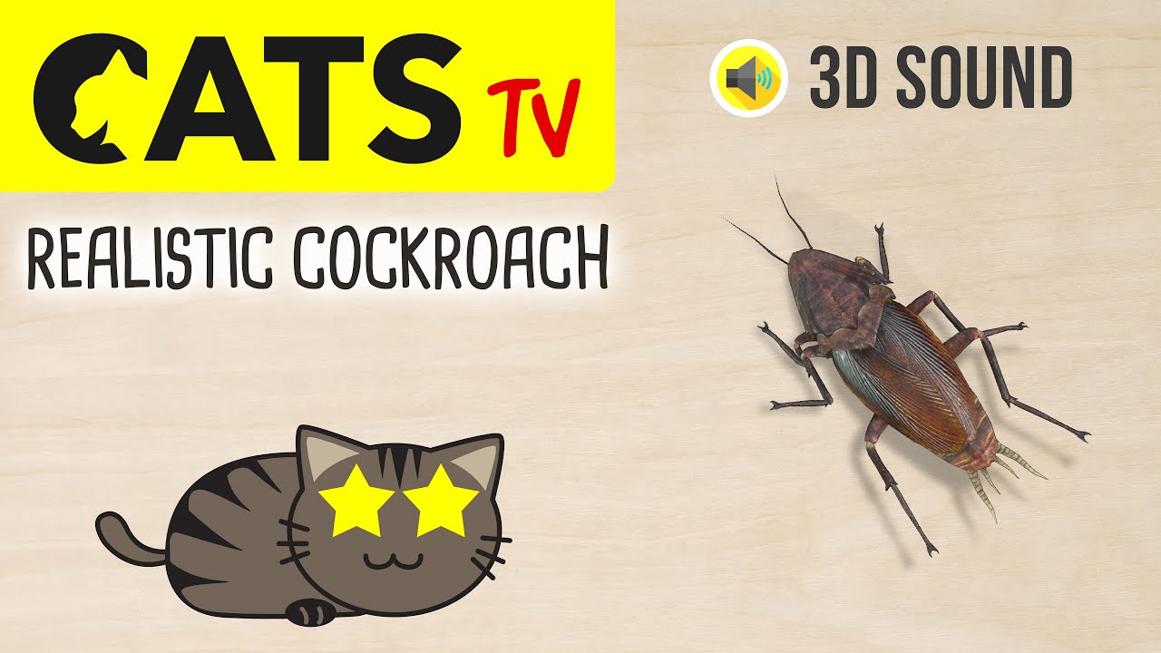 CATS TV: Play with 3D Cockroach 🪳 for Cats