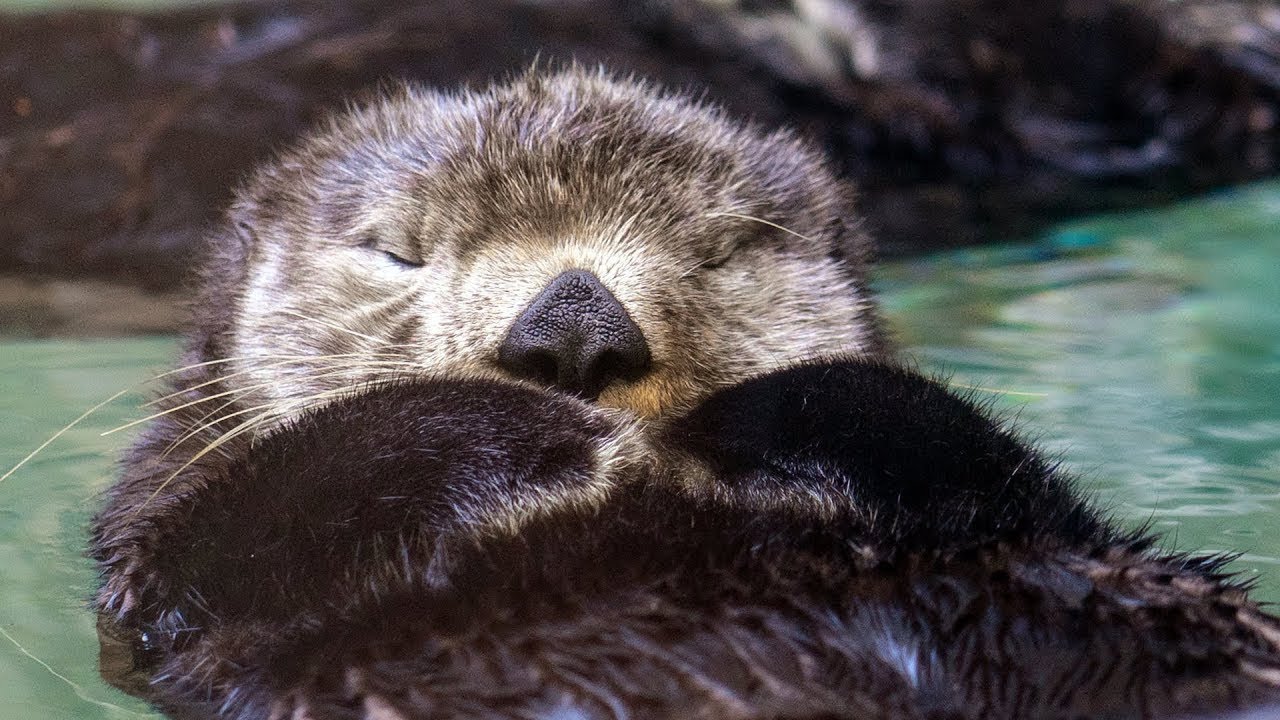 Live Sea Otter & Fur Seal Cam at Seattle Aquarium 🦦
