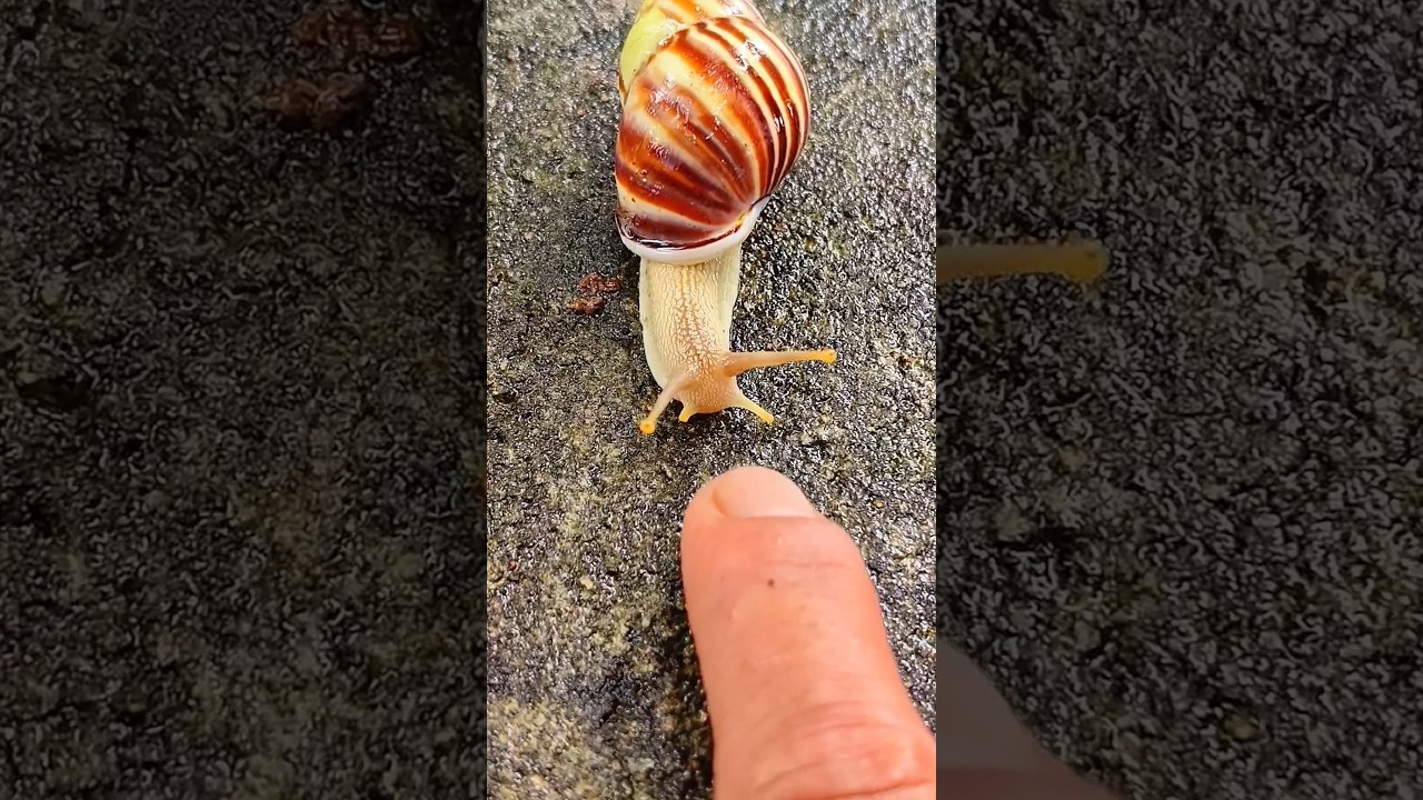 Keong Bekicot Lucu, Tapi Harus Hati-Hati! ๐