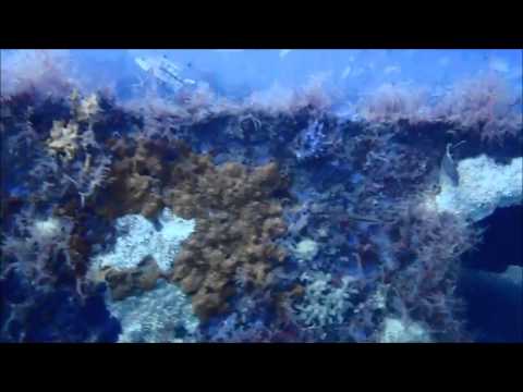 KBY Reef Artificial Reef Georgia