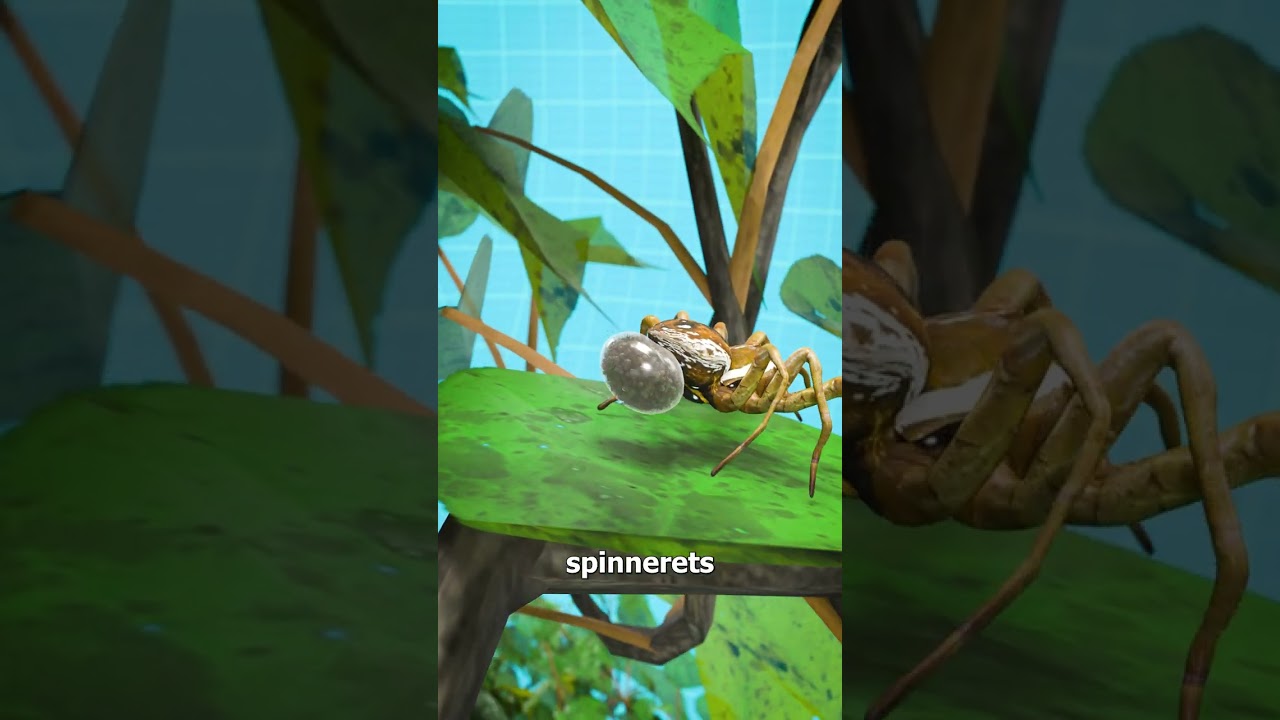 Reasons Not to Stomp on Spiders 🕷️