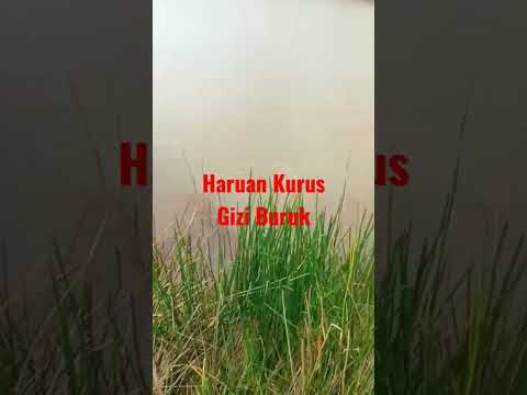 Ikan Haruan Gizi Buruk Saatnya di Rilis #viralshort #ikan #haruan #giziburuk #buruk #rilis #meme #tv