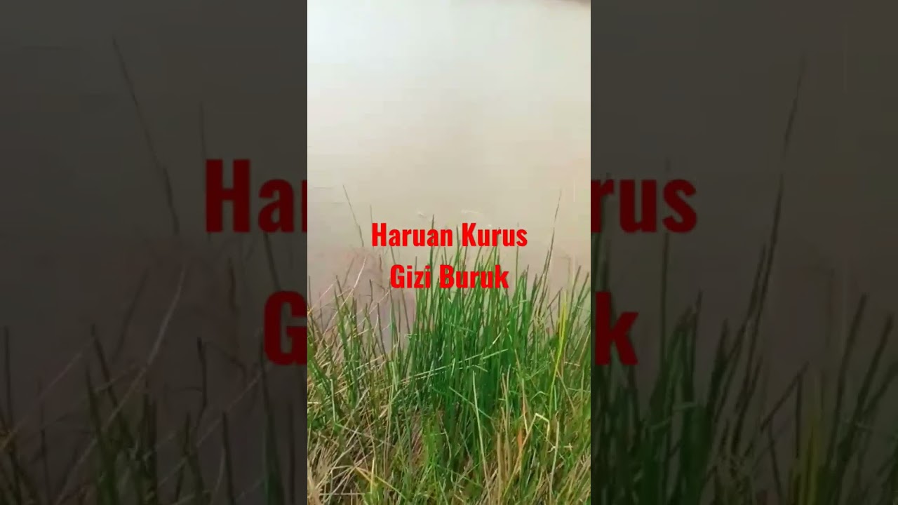 Ikan Haruan untuk Gizi Buruk Rilis Terbaru 🐟