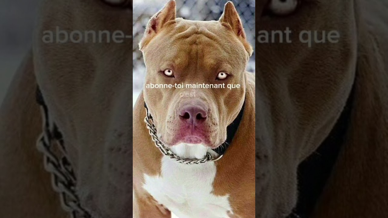 Les 5 Top 5 des chiens les plus dangereux 🐕