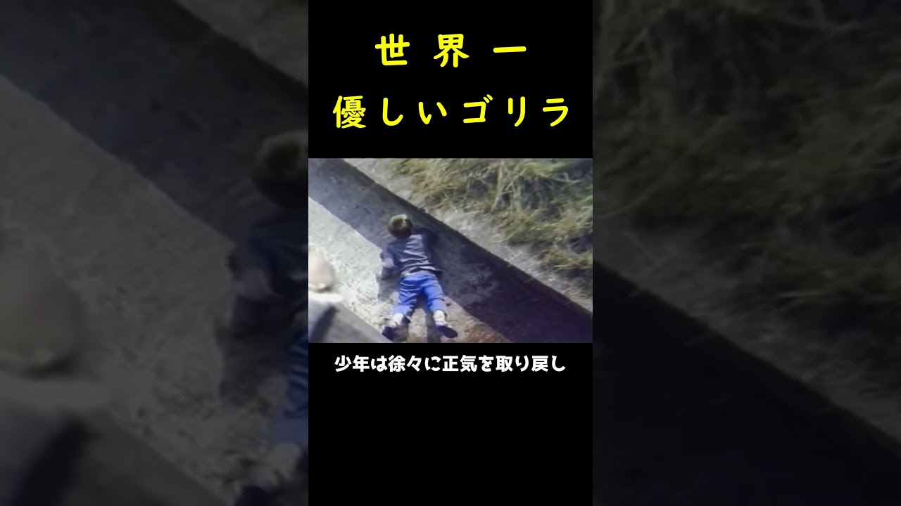 世界一優しいボスゴリラ🦍の奇跡