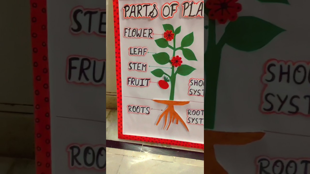 Creative Plant Parts Science Model 🌱 | Easy DIY Ideas for Kids