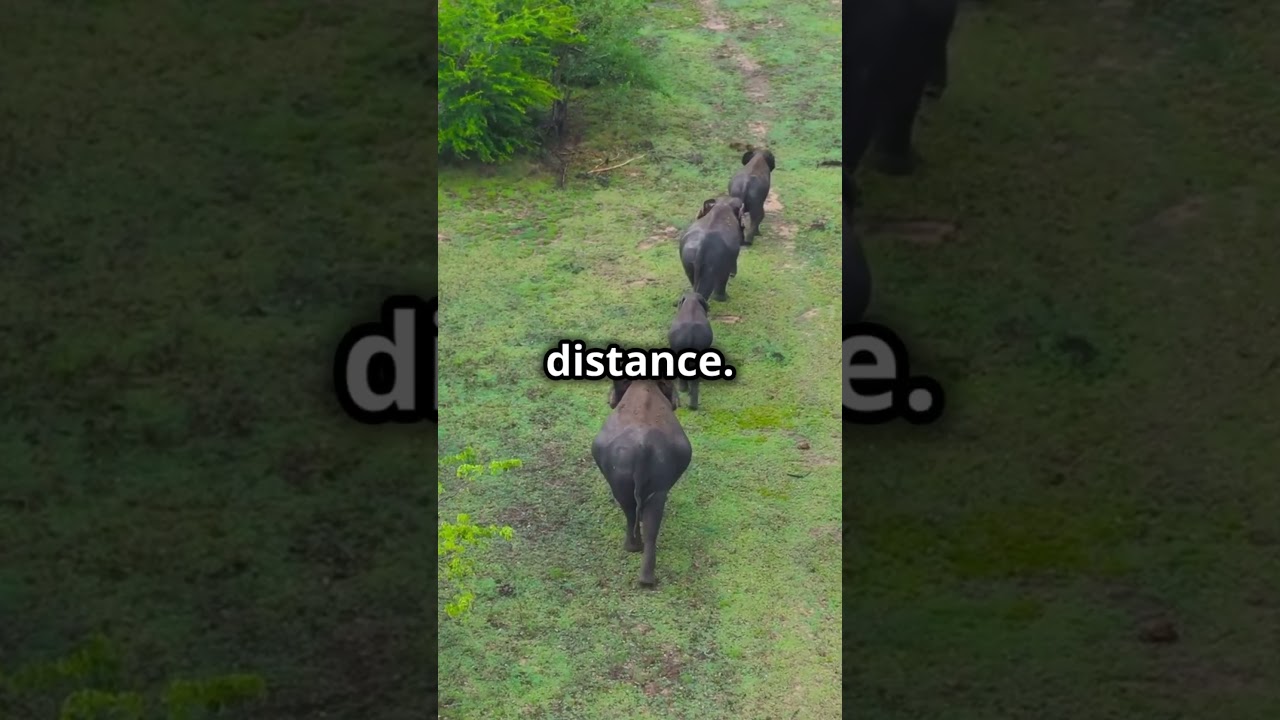 Les éléphants et leur communication secrète