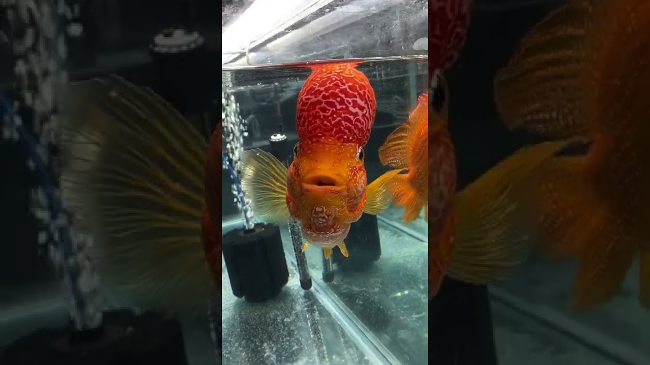 Stunning Rare Flowerhorn Cichlids at Aquashella 🐟