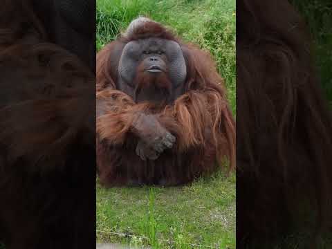 صغير الماعز| خروف كيوت | خروف صغير | تحدي قرد | خروف ياكل شيبس | مقطع مضحك