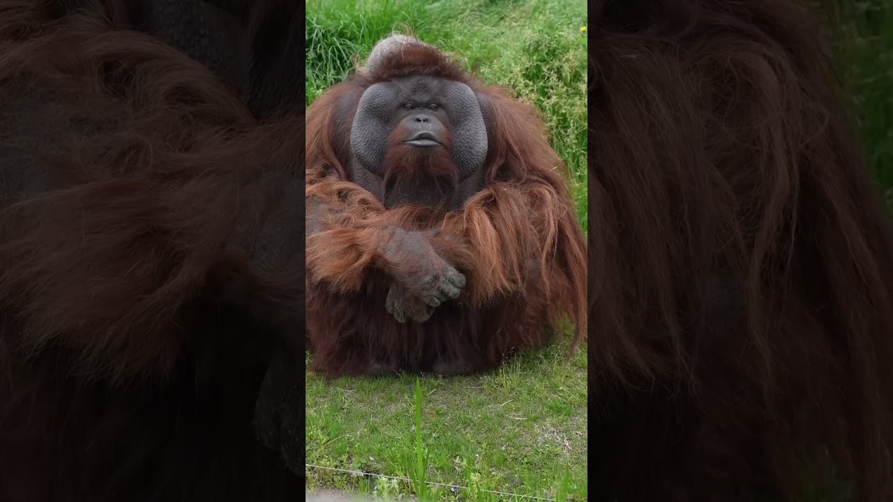 مقاطع مضحكة لماعز وخروف كيوت في تحدي ممتع 🐑