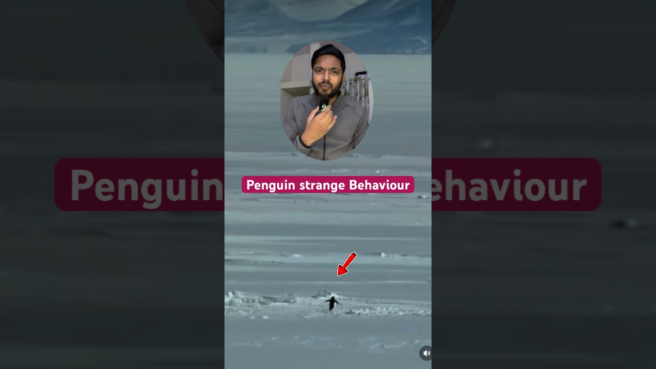 Penguin's Journey: Emptiness or Motivation? 🐧