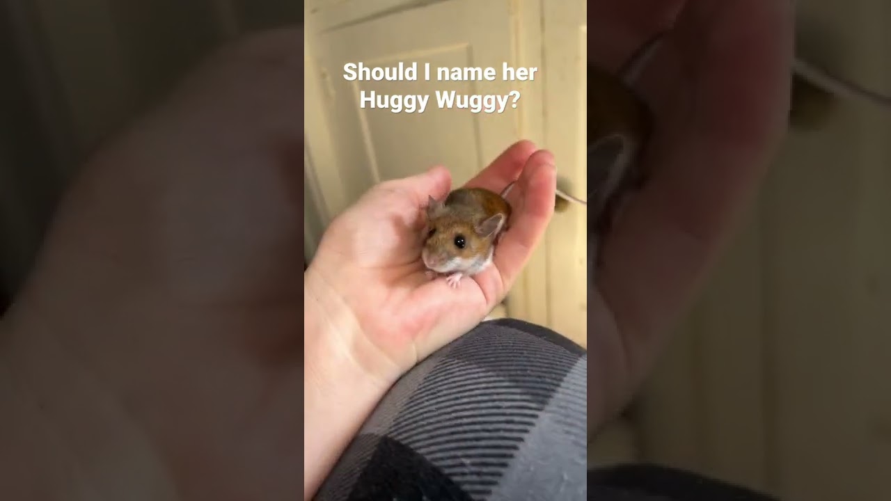 Forming a Friendship with My House Mouse