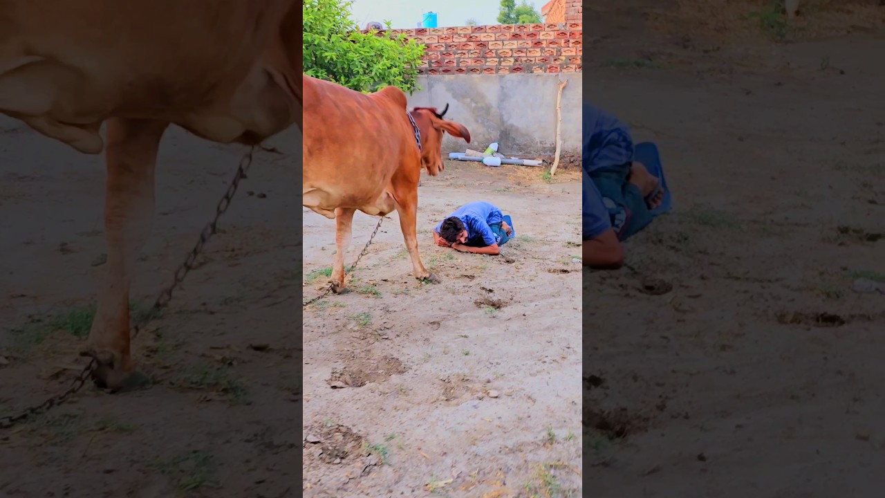 Jai Gau Mata & Shree Krishna 🙏