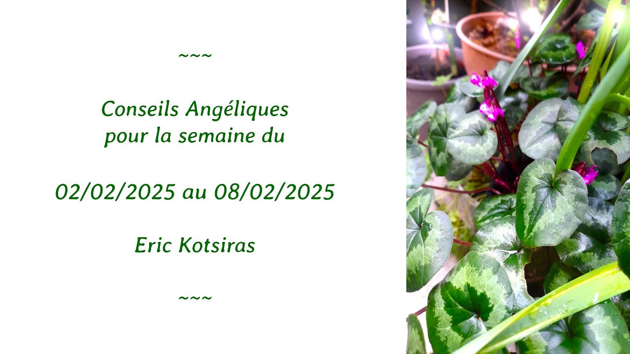 Conseils Angéliques pour la Semaine du 02-08/02/2026 ✨