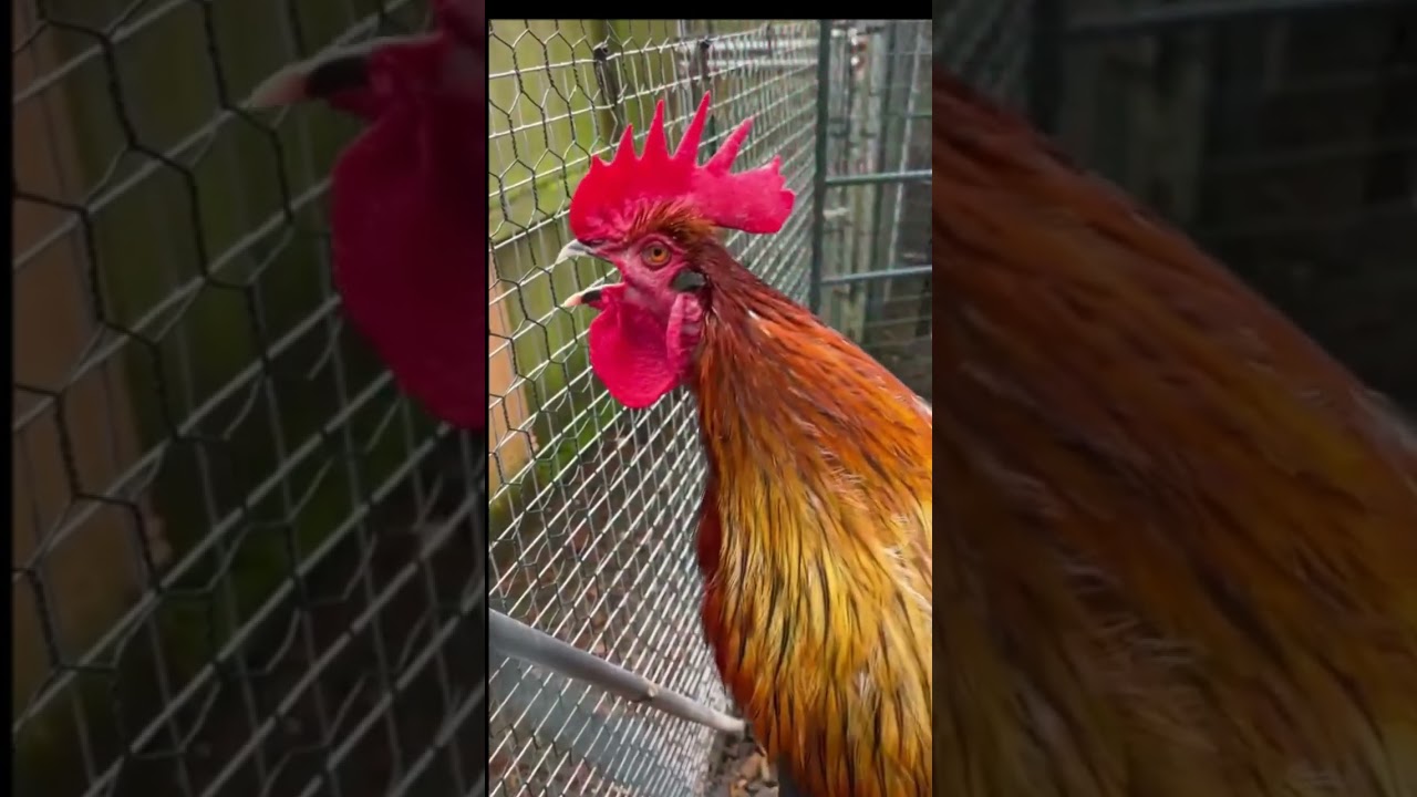 Funny Roosters Crowing & Laughing π | Try Not to Laugh