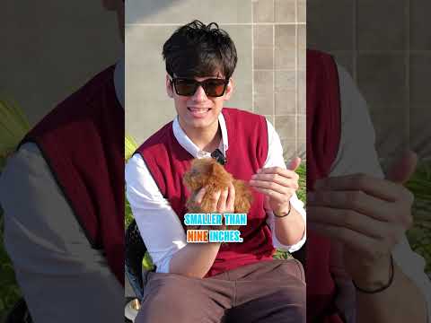 Miniature vs Teacup vs Toy Poodle 🐶✨ #puppiezo #ytshorts #pets #dog #puppy