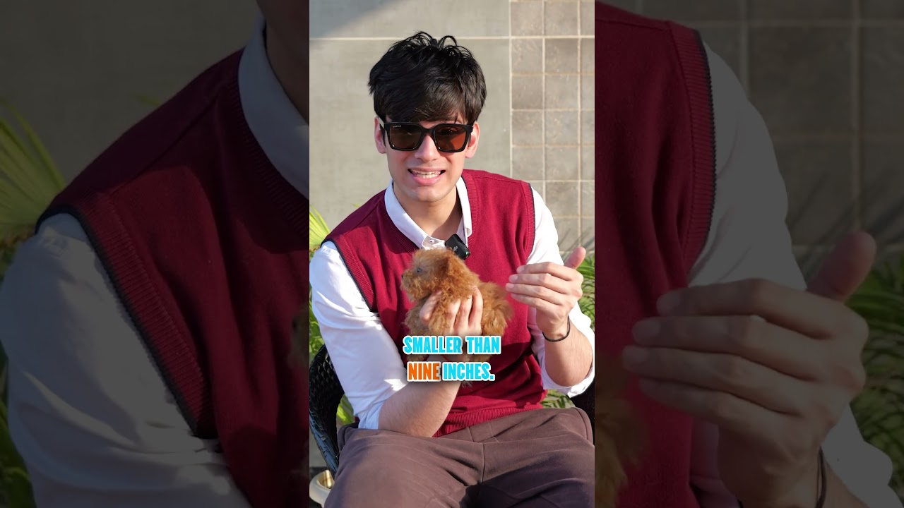 Miniature, Teacup, or Toy Poodle? 🐶 Which Size Wins Your Heart?