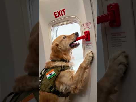 K9 Service Dog Rescues Hundreds on the Airplane #dog #saves#dogs#rescue #animals #ai