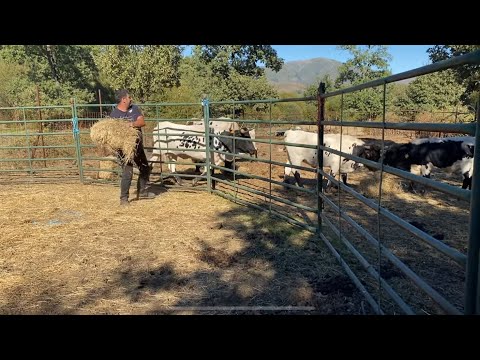 Que prisa tiene el autóctono hoy.