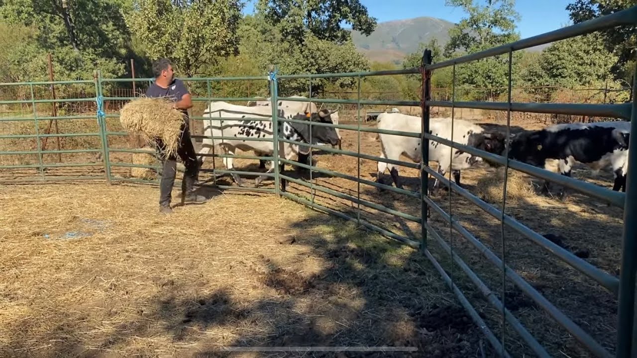 ¿Por qué el autóctono tiene tanta prisa hoy? 🚶‍♂️