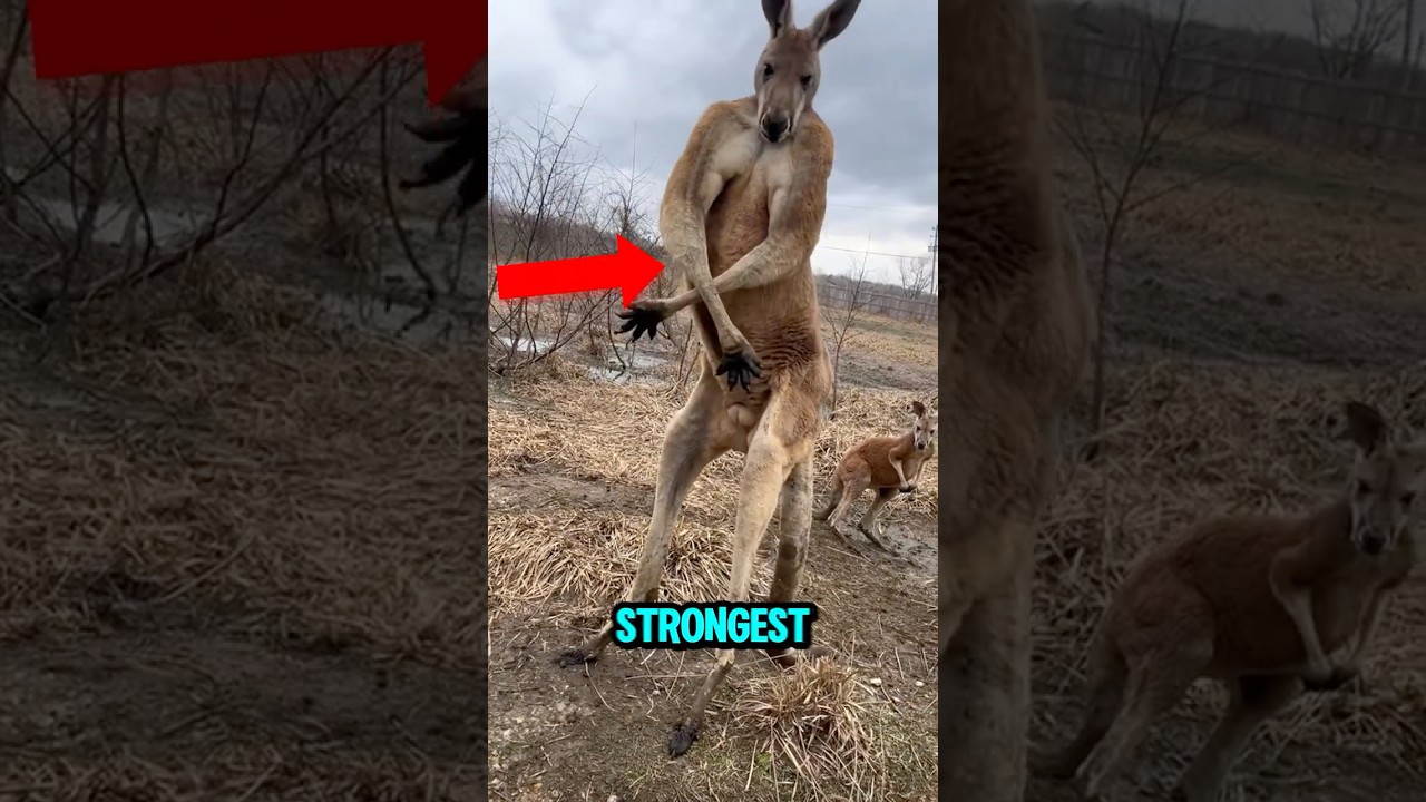 TOP 5 STRONGEST ANIMALS IN THE WORLD! 💪😎