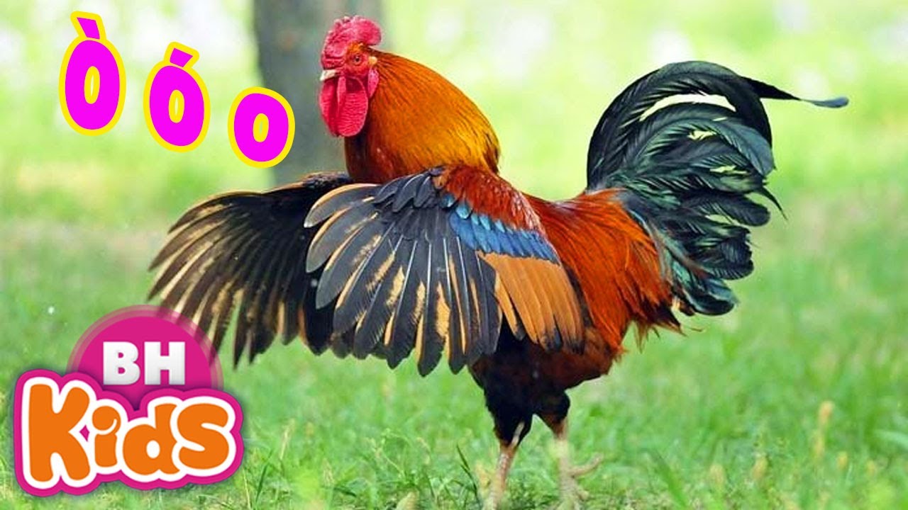 Gà Trống Đứng Ngóng Cổ Dài Vui Nhộn 🐥