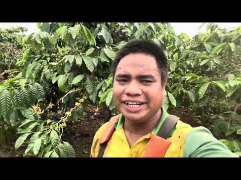 CHIA SẺ CÔNG VIỆC PHÁT CỎ CUỐI MÙA CHUẨN BỊ HÁI CÀ PHÊ