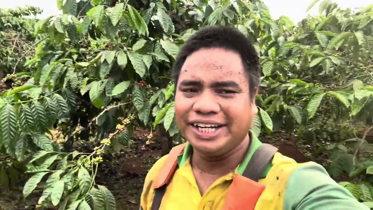 Chia Sẻ Công Việc Phát Cỏ Cuối Mùa Chuẩn Bị Hái Cà Phê