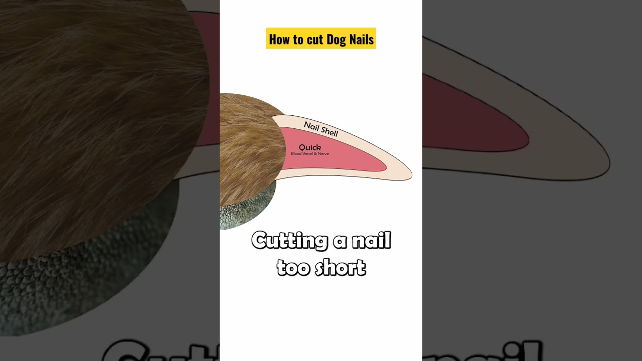 Dog Nail Trimming Tips & Precautions ✂️
