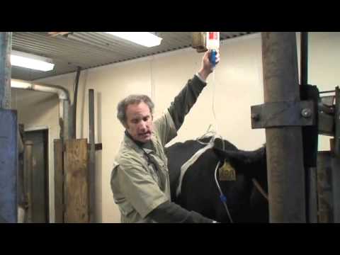 Healthy Cow Check-up: How to Perform a Physical Exam ๐