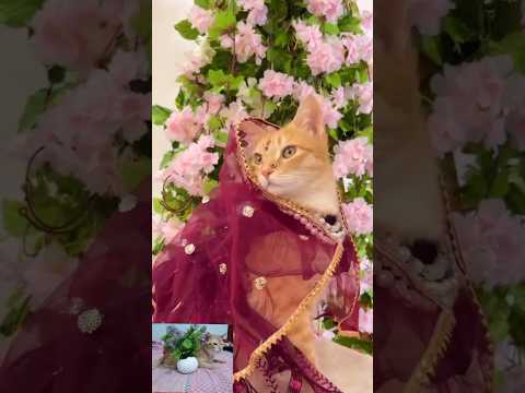 বিড়ালের ভাইরাল ভিডিও #viralvideo #shorts #cat #shortvideo #love