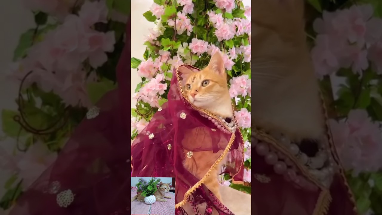 অদ্ভুত ও মজার বিড়ালের ভাইরাল ভিডিও 🐱 | দেখুন পুরো ভিডিও ও সাবস্ক্রাইব করুন!