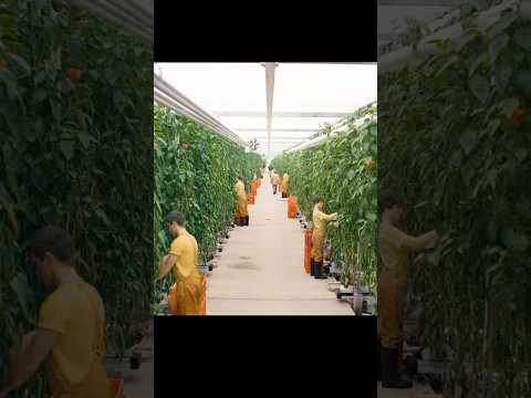 Do robots have emotions?#series