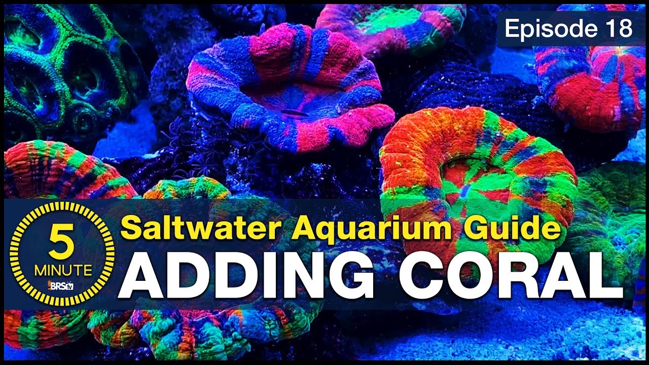 Ultimate Beginner’s Guide: Top LPS & Soft Corals to Make Your Saltwater Tank Shine ✨