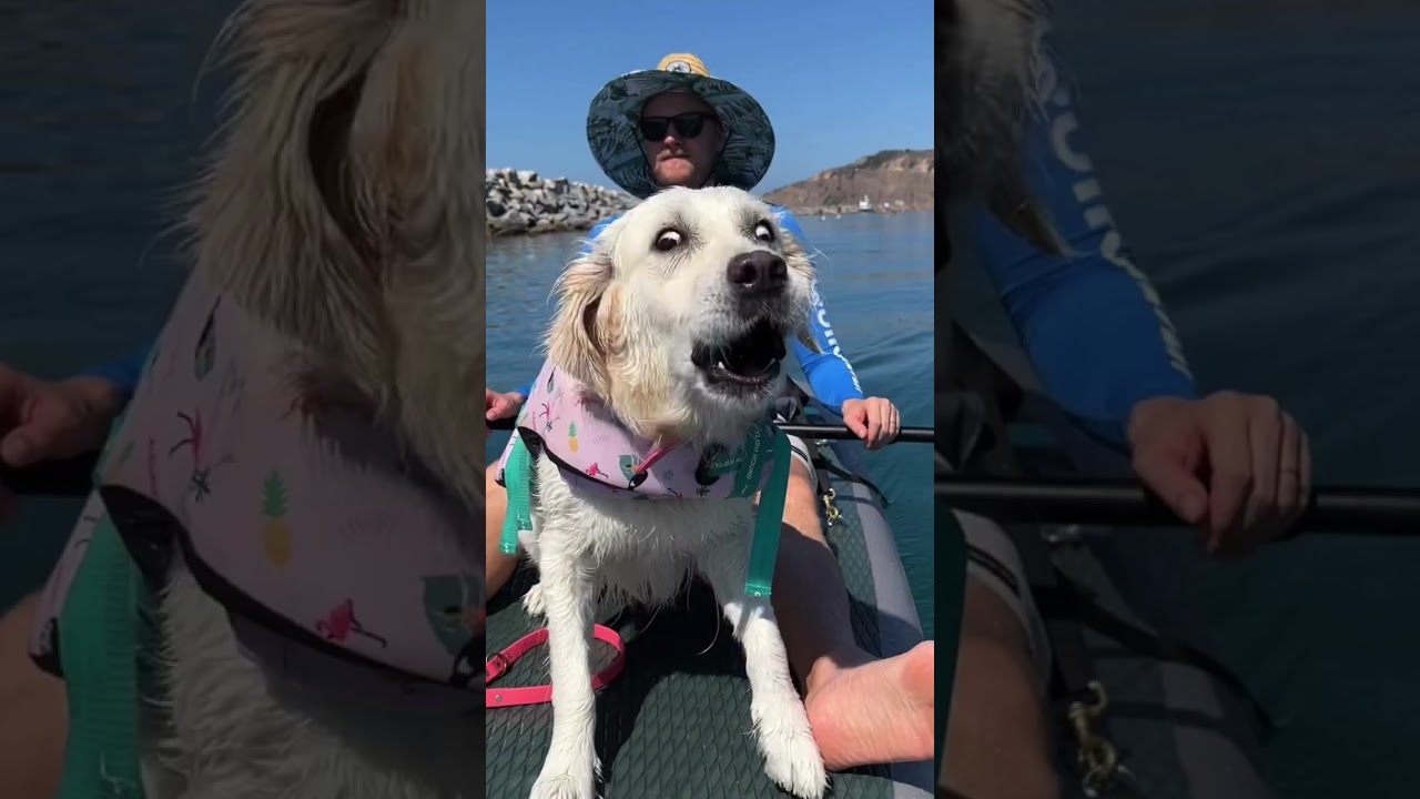 Golden Retriever: Expectation vs. Reality 🐶