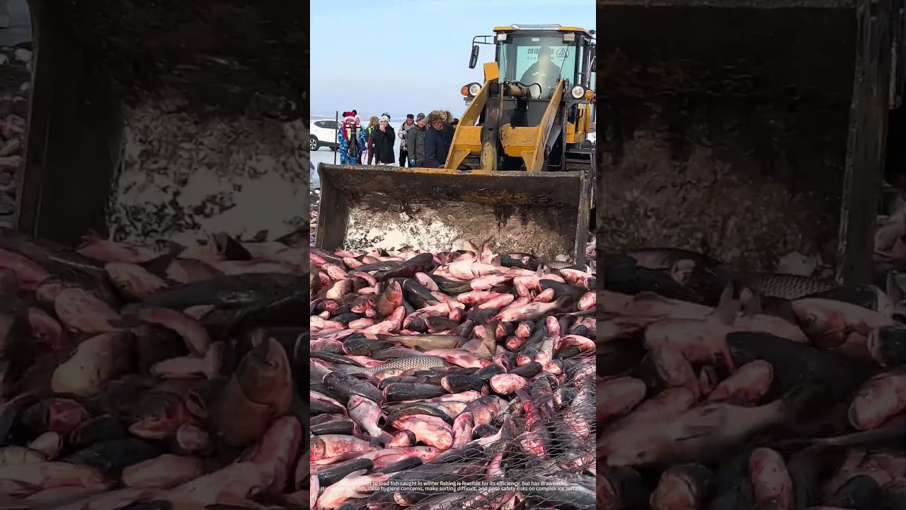 Using Loader for Efficient Fish Transportation