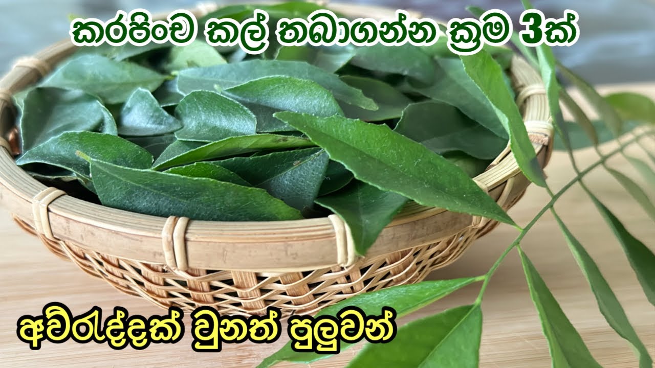 කරපිංචි තැන්පත් කිරීමේ 3 ක්‍රම 🌿