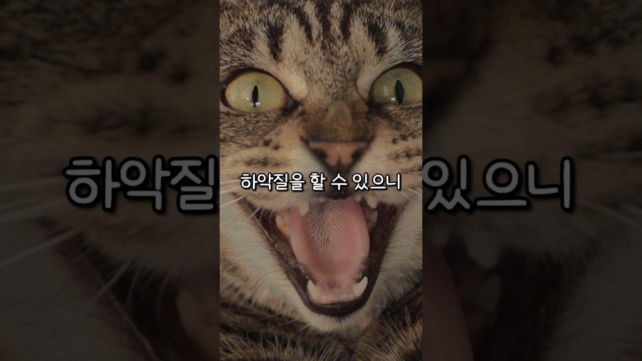 고양이 하악질의 의미와 대처법 🐱