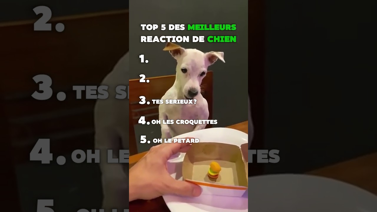 Top 5 des réactions de chien les plus drôles 🐶